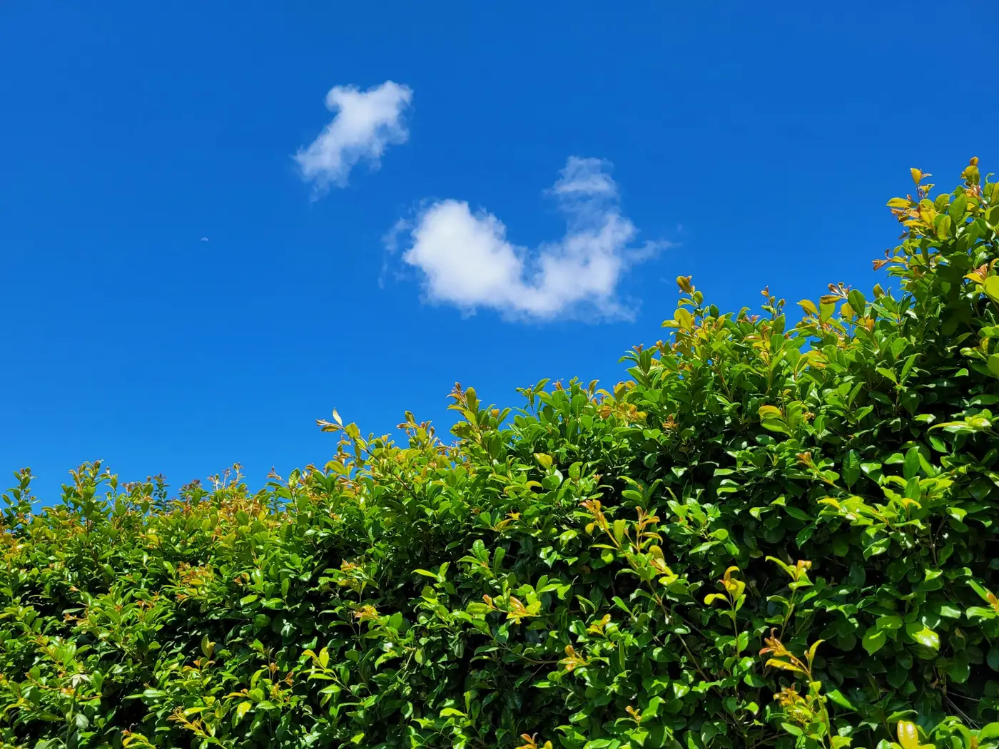 Grüne Hecke vor blauem Himmel