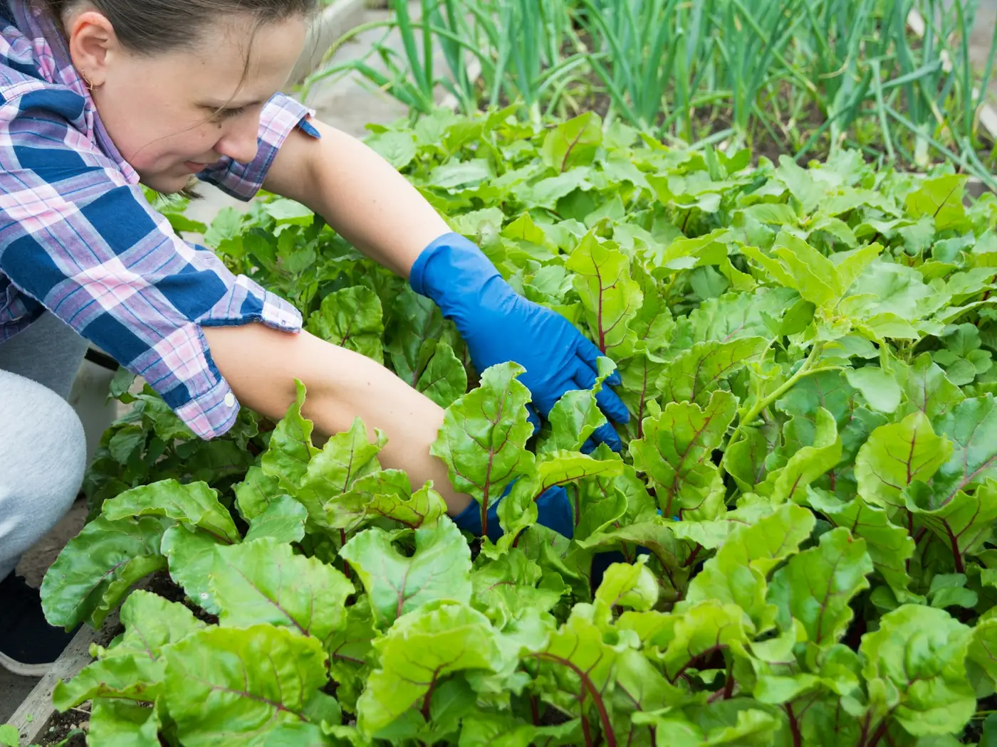 Person mit Gartenhandschuhen jätet im Gemüsebeet